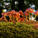 Paddestoelen zoeken in het Gouwebos