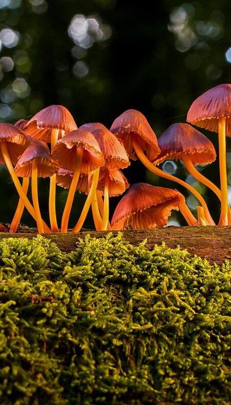 Paddestoelen zoeken in het Gouwebos