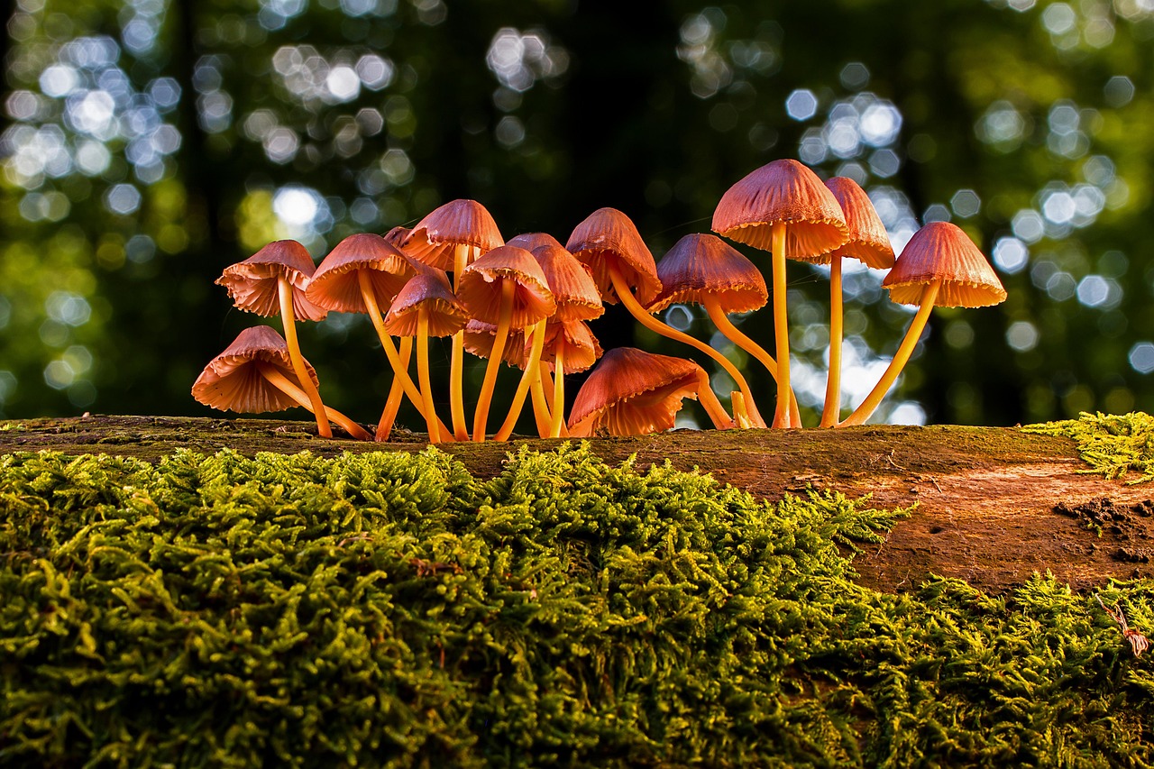 Paddestoelen zoeken in het Gouwebos