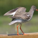 Filmavond vol natuur: Hoop in de Hoep