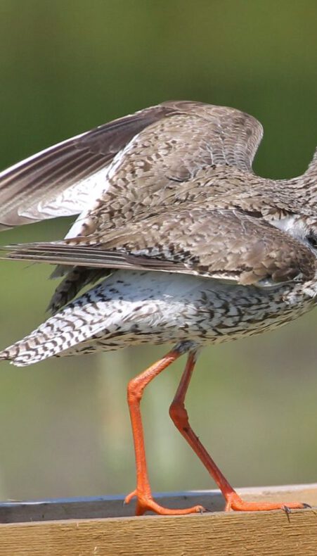 Filmavond vol natuur: Hoop in de Hoep