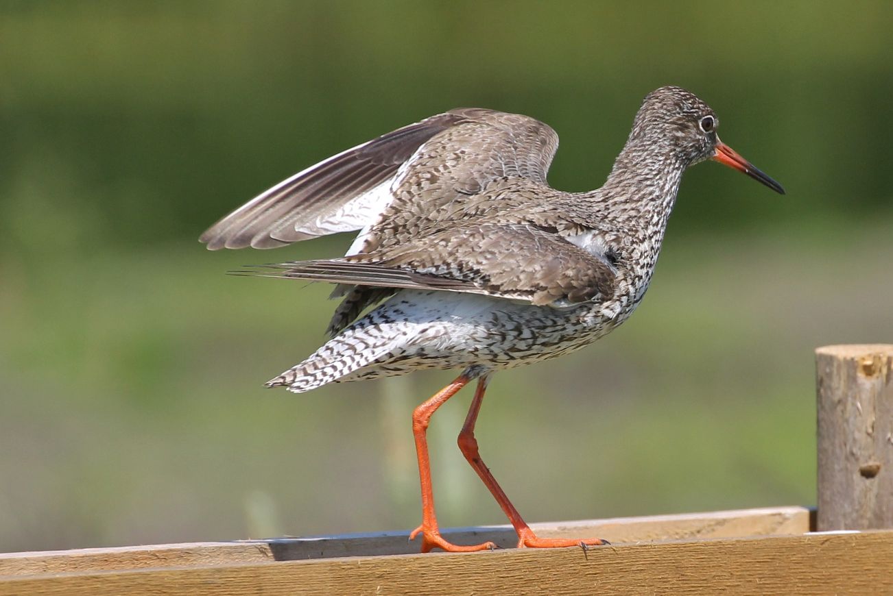Filmavond vol natuur: Hoop in de Hoep