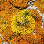 Korstmossenexcursie – Ontdek wat er op muren groeit