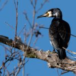 Vogel excursie Geerplas Langeraar