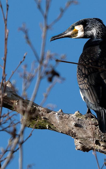Vogel excursie Geerplas Langeraar