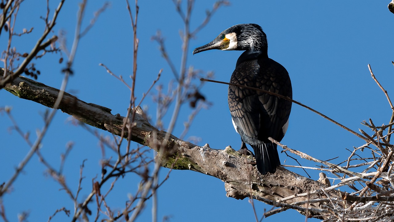Vogel excursie Geerplas Langeraar