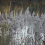 Bikkeltocht op de Nieuwkoopse Plassen