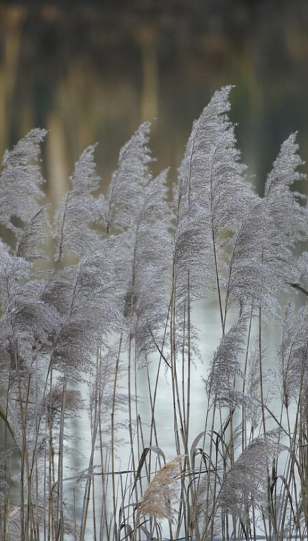 Bikkeltocht op de Nieuwkoopse Plassen