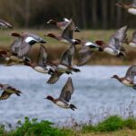 Vogels kijken bij de Reeuwijkse Plassen