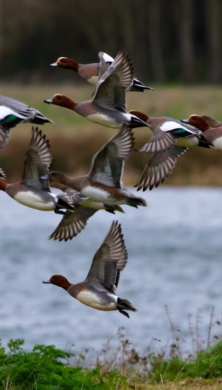Vogels kijken bij de Reeuwijkse Plassen