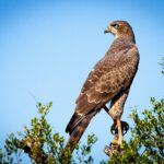 Roofvogels in Rijnland