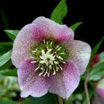 Floron Eindejaar plantenjacht