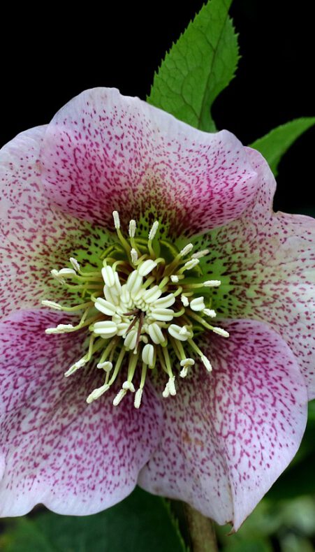 Floron Eindejaar plantenjacht