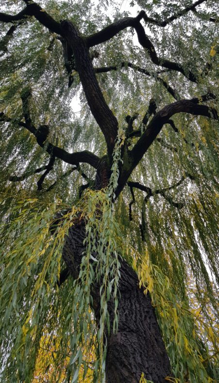 Natuurwerkdag: wilgen knotten in de polder – Nieuwdorperweg