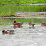 Leer meer over vogels en natuur rond de Zevenhuizerplas