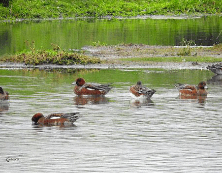 Leer meer over vogels en natuur rond de Zevenhuizerplas