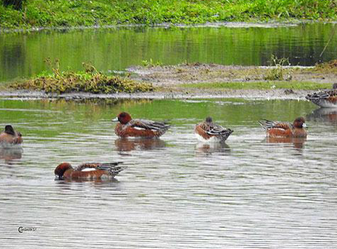 Leer meer over vogels en natuur rond de Zevenhuizerplas