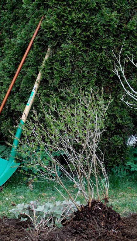 Cursus ‘Klimaatbestendig tuinontwerp’