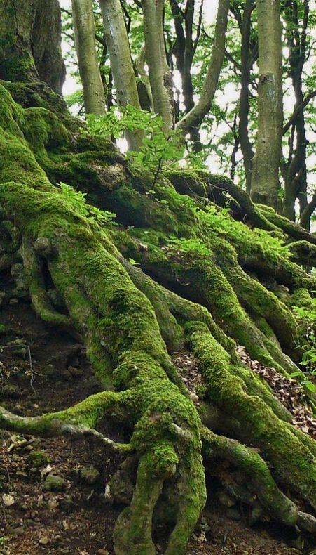 Film ‘Eeuwige bossen’