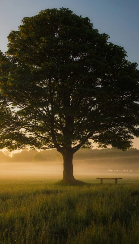 De zomereik en haar rol in lokale ecosystemen