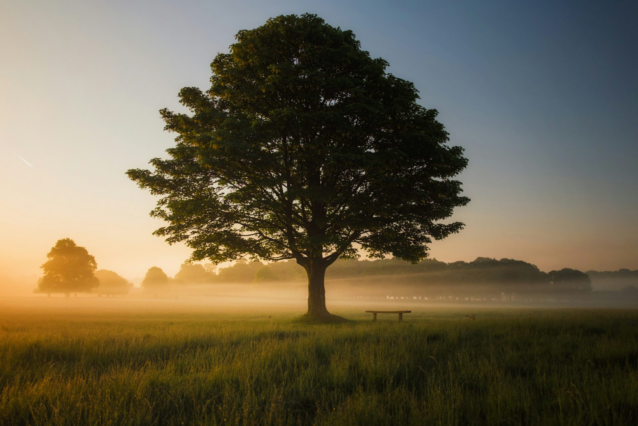 De zomereik en haar rol in lokale ecosystemen