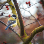 1.000 gratis boompjes voor meer vogels