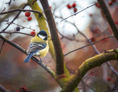 1.000 gratis boompjes voor meer vogels