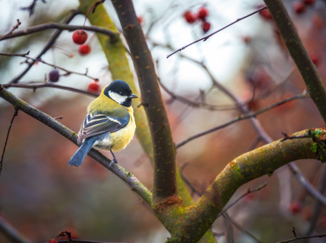1.000 gratis boompjes voor meer vogels