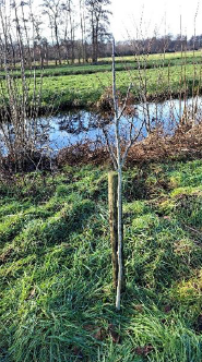 Walnotenbomen gratis af te halen