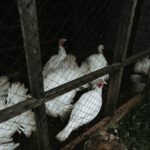 Lezing Jeroen Siebeling – Het bedwelmingsapparaat