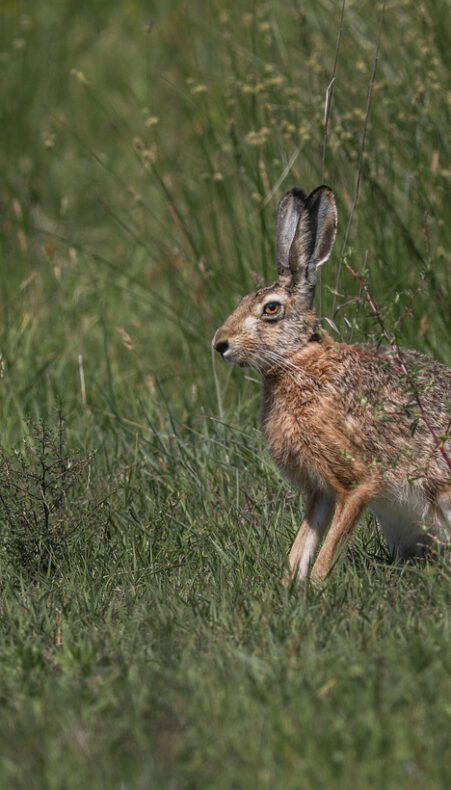 Hazen van het Bentwoud