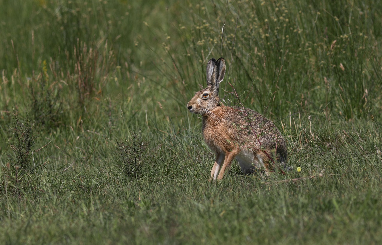Hazen van het Bentwoud
