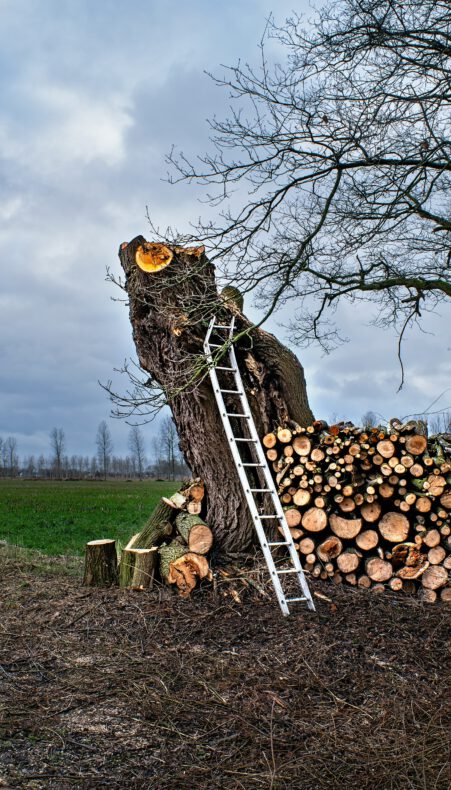 Wilgen knotten bij het landgoed Bredius