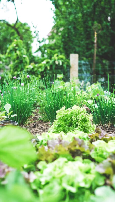 Gezamenlijk tuinieren in de Smultuin (Goudse Hout)