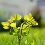 Redt kansarme zaailingen voor een tweede kans