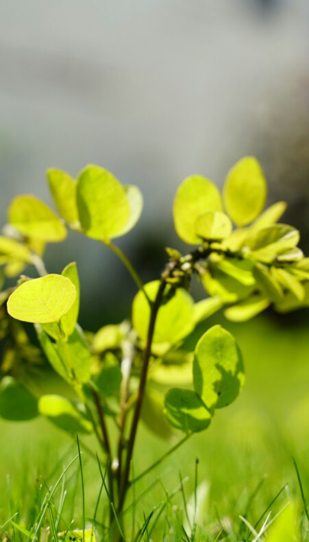 Redt kansarme zaailingen voor een tweede kans