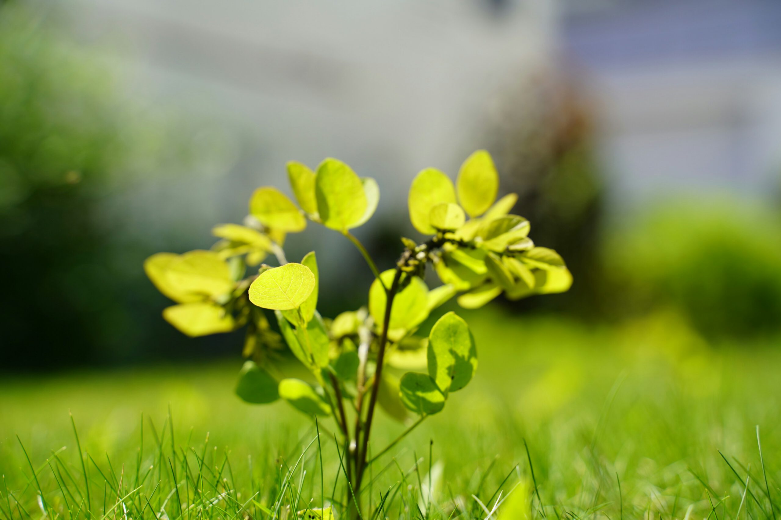 Redt kansarme zaailingen voor een tweede kans