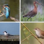 Ontdek vogels en natuur in het Groene Hart