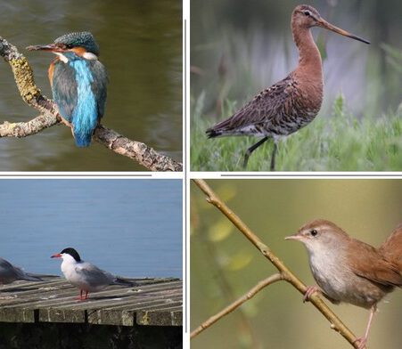 Ontdek vogels en natuur in het Groene Hart