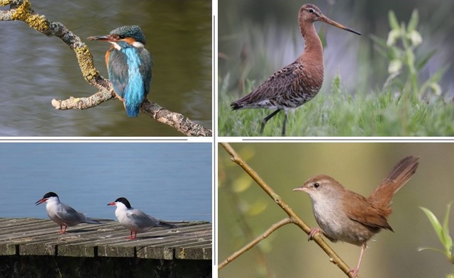 Ontdek vogels en natuur in het Groene Hart