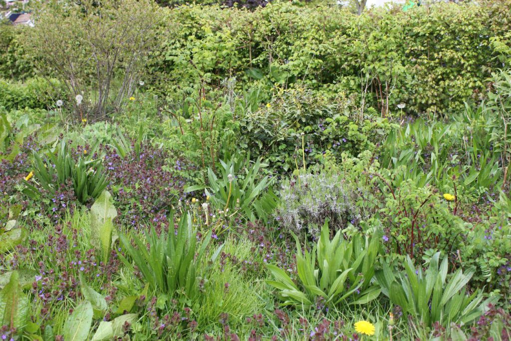 Voer de bij bij in Bodegraven