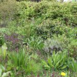 Voer de bij bij in Bodegraven