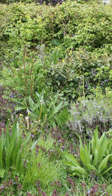 Zaai voor bijen in het Groene Hart