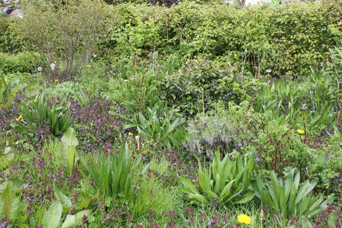 Zaai voor bijen in het Groene Hart