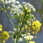 Bloemenwandeling Zwarte Pad Boskoop