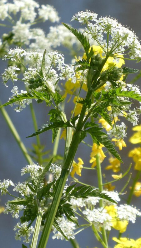 Bloemenwandeling Zwarte Pad Boskoop