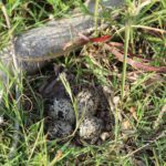 OERRR Varen naar Paaseiland