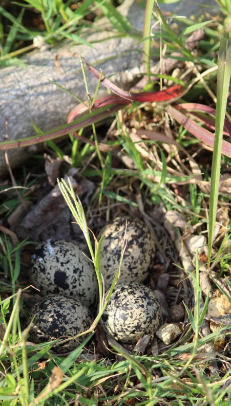 OERRR Varen naar Paaseiland