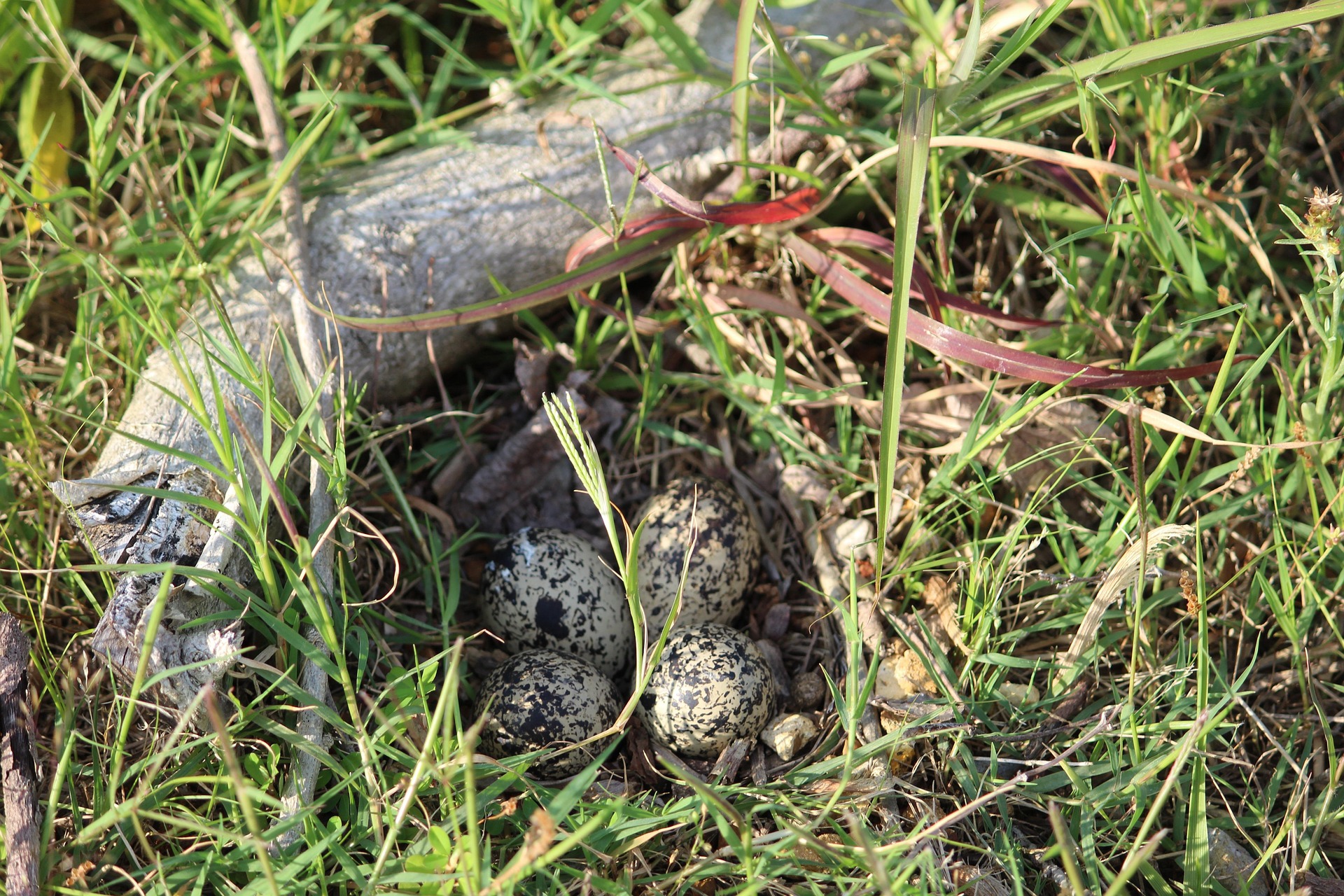 OERRR Varen naar Paaseiland