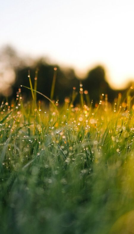 Dauwtrappen bij Hoeve Stein